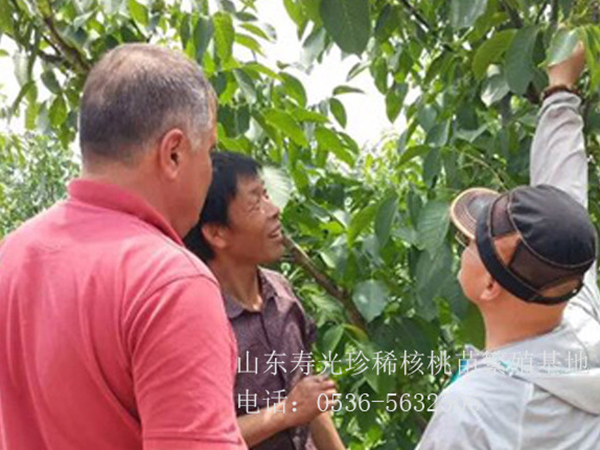 為外賓參觀(guān)訂苗